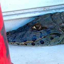 Animal foi visto por volta das 5h da manhã; após o flagrante, os próprios moradores cercaram a área e mantiveram o jacaré próximo à porta de uma loja, para evitar que ele seguisse pelas ruas do bairro