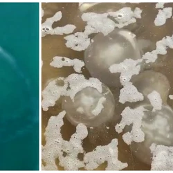 Registro com crianças foi feito em Guarapari. Já em alto-mar, mergulhador também fez flagrantes em praias de Vila Velha e da Serra