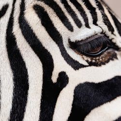 Cientistas afirmam que existem muitos motivos diferentes para que certos animais não tenham cor