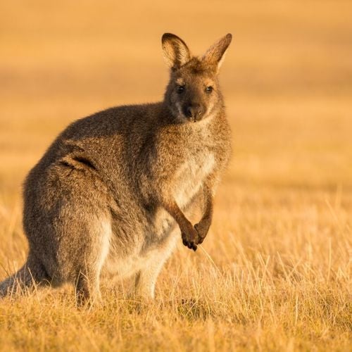 Imagem - Cangurus: 7 curiosidades interessantes sobre esses animais