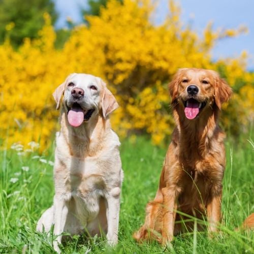 Imagem - Cachorros de grande porte: 7 curiosidades que você precisa conhecer