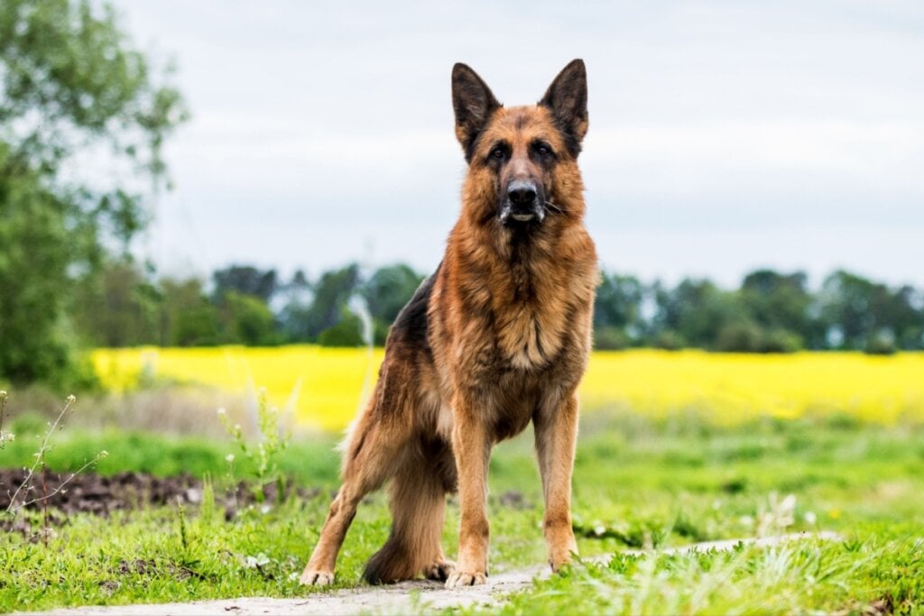 O pastor alemão é um cachorro de grande porte que se destaca pela coragem e lealdade (Imagem: Happy monkey | Shutterstock)
