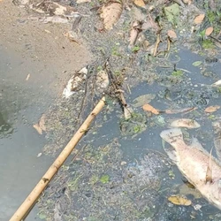 A suspeita é que a estação de tratamento antiga não tenha suportado a demanda; SAAE foi notificado e acompanha o caso