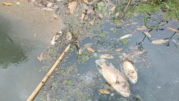 A suspeita é que a estação de tratamento antiga não tenha suportado a demanda; SAAE foi notificado e acompanha o caso