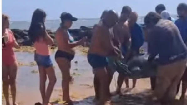 Animal foi resgatado em Jacaraípe, nesta sexta-feira (2), com apoio da população e levado para avaliação veterinária no município