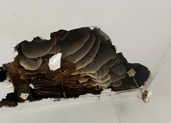 Mulher descobre colmeia gigante de abelhas em casa