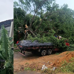Defesa Civil também registrou quedas de árvores em alguns bairros da cidade após forte chuva e ventania