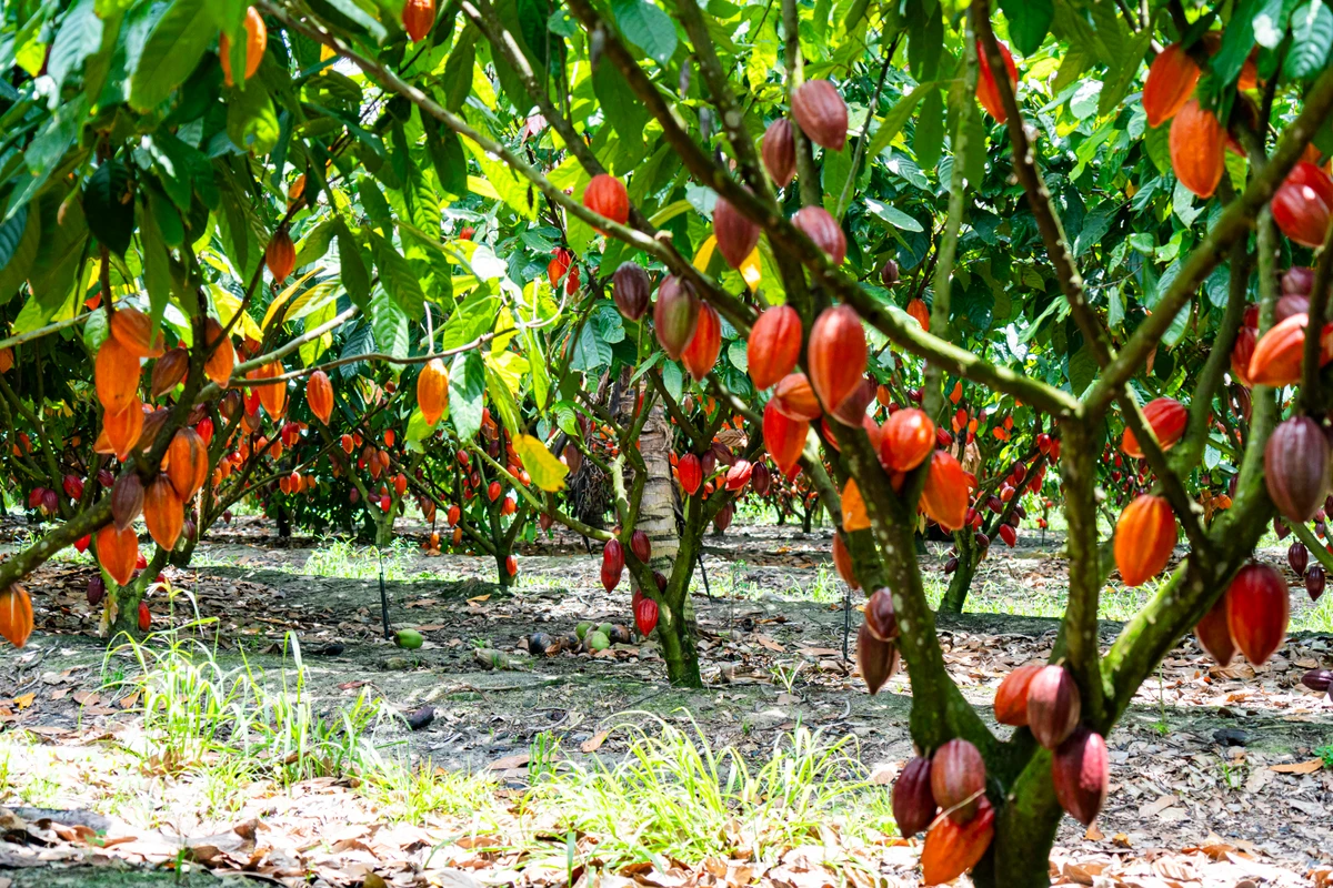 A marca realiza o trabalho de desenvolvimento da cacauicultura no país sobre três pilares: boas práticas agrícolas, boas condições de vida dos produtores e cacau de qualidade.