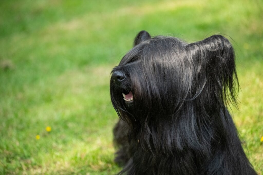 Além dos cuidados com a saúde e alimentação, a pelagem do skye terrier também requer uma atenção especial (Imagem: Marion Smith – Byers | Shutterstock)