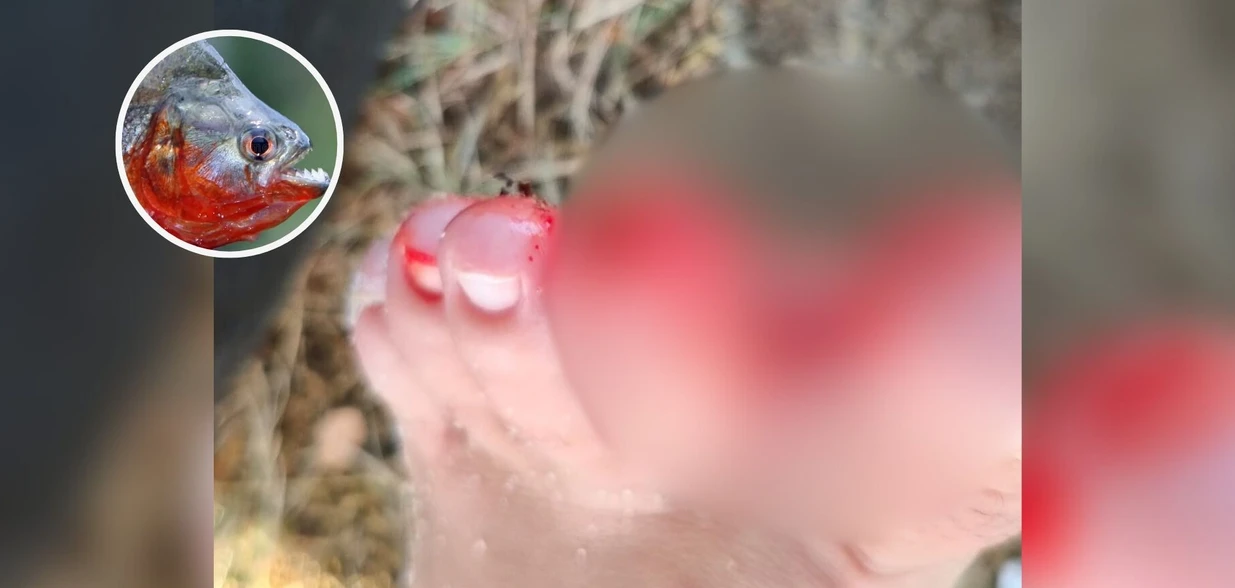 Os casos foram registrados entre os dias 21 de dezembro e 2 de janeiro; vistoria na Lagoa Nova comprovou a presença da espécie