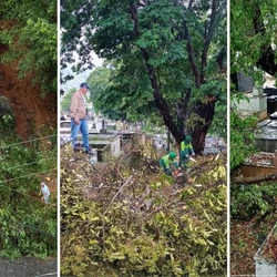 Ao menos oito árvores tombaram no local e outras 30 caíram em diferentes bairros do município, na manhã desta terça-feira (6); não houve feridos