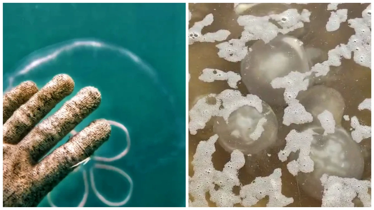 Águas-vivas vistas em praias da Grande Vitória neste verão