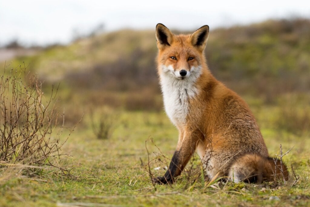Caçar pequenos mamíferos é a base da dieta das raposas, mas elas também consomem insetos, ovos e frutos silvestres (Imagem: AngelaLouwe | Shutterstock)