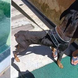 Investigações apontam que os dois cachorros teriam sido abandonados pelo tutor em uma casa desde fevereiro de 2025