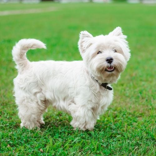 Imagem - Dose de fofura: 7 raças de cachorro pequenas e brancas