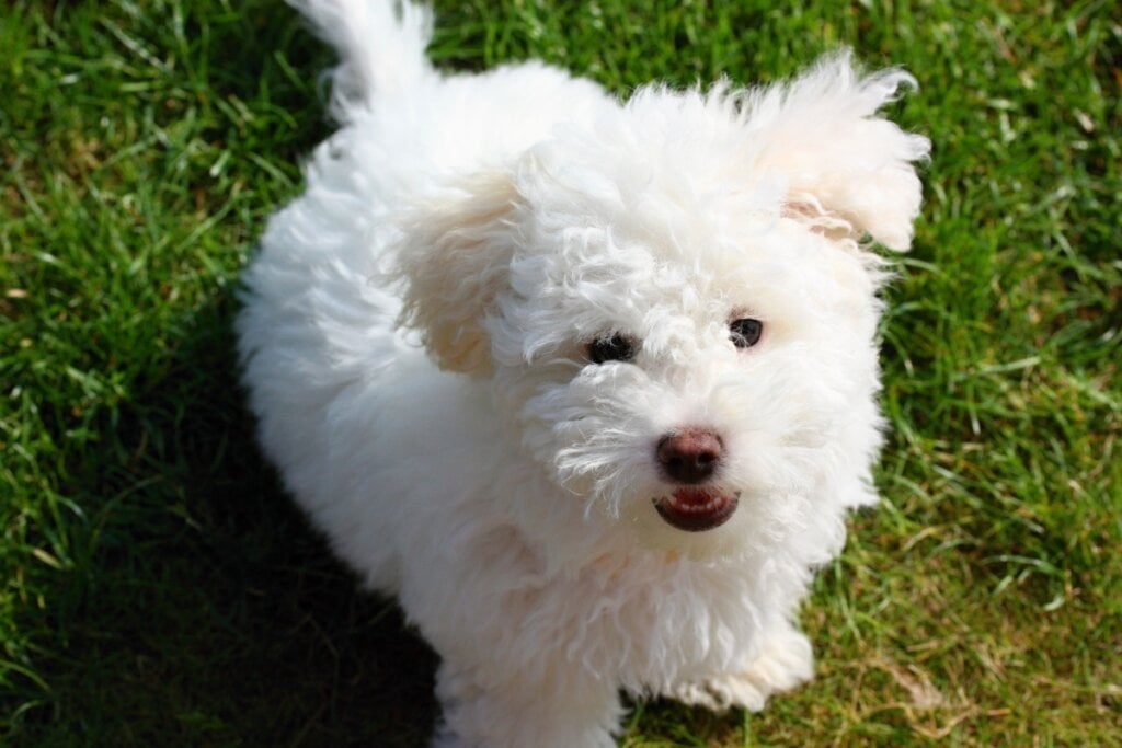 O bichon bolonhês é apegado ao tutor e prefere ambientes tranquilos (Imagem: islavicek | Shutterstock)