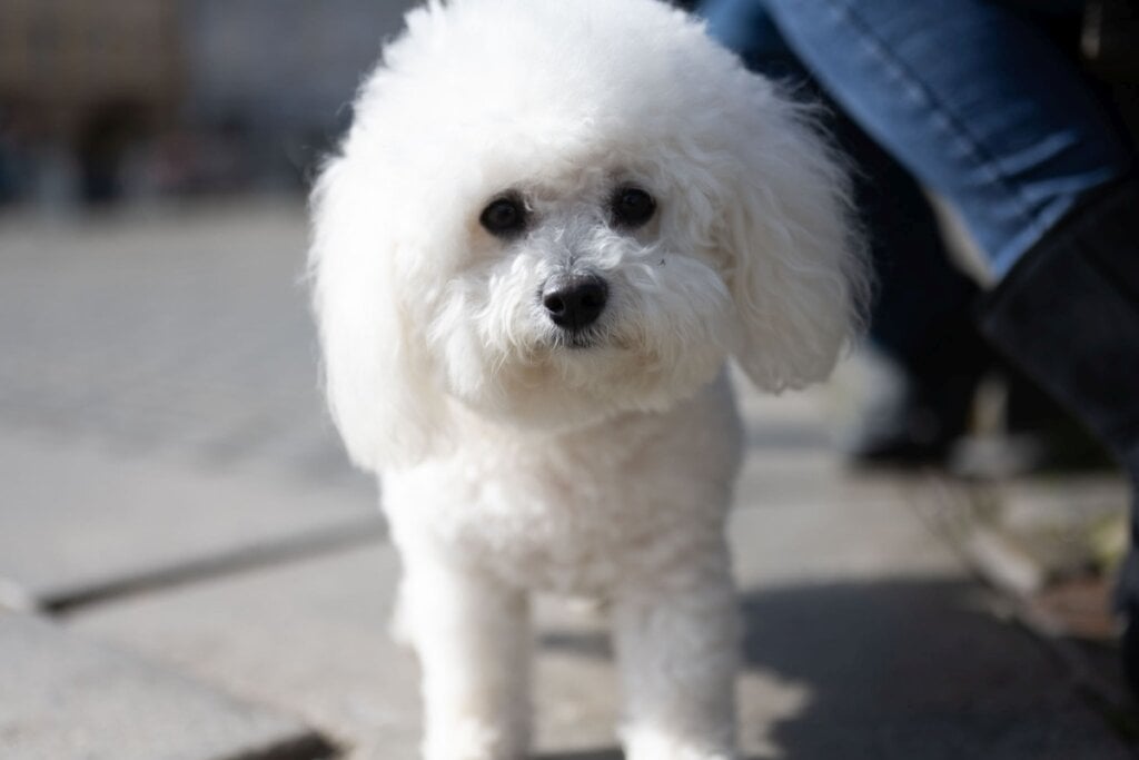 O bichon frisé é um cachorro alegre e brincalhão (Imagem: Michaela Holubova | Shutterstock) 