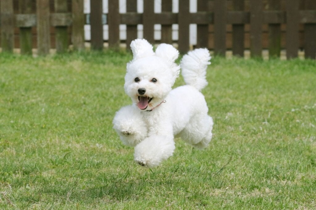 O poodle toy é uma das raças mais inteligentes do mundo (Imagem: Rin Seiko | Shutterstock)  