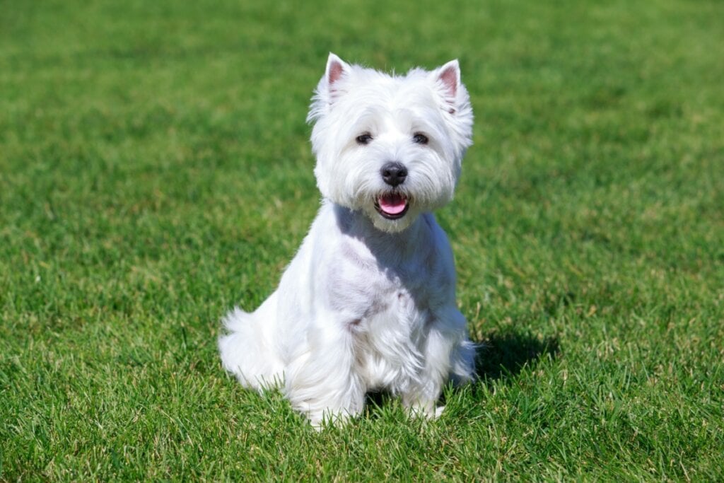 O west highland white terrier tem um temperamento ativo e cria um forte vínculo com o tutor (Imagem: Olga Aniven | Shutterstock)