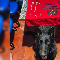 Além da pichação, cão farejador da Polícia Militar encontrou diversas drogas escondidas em um relógio de energia do local; mulher de 21 anos também foi presa na ação