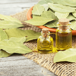 Saiba como essa planta poderosa pode ser incluída no dia a dia e contribuir para mais vitalidade e equilíbrio 