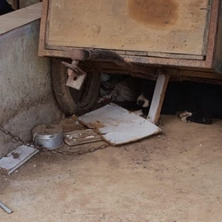 Advogado explica o que diz a lei sobre maus-tratos e delegado detalha como funcionam as denúncias e a atuação policial no Espírito Santo