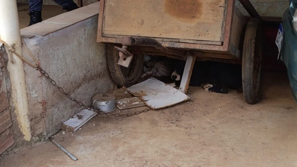 Animal era mantido em ambiente insalubre e sem acesso adequado à água e alimentação; suspeito confessou o crime à Polícia Civil