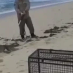 De acordo com o biólogo Ricardo Freitas Filho, fundador do Instituto Jacaré, no Rio, o aparecimento do animal na praia está relacionado à ligação direta entre o litoral da zona oeste e o complexo lagunar de Jacarepaguá