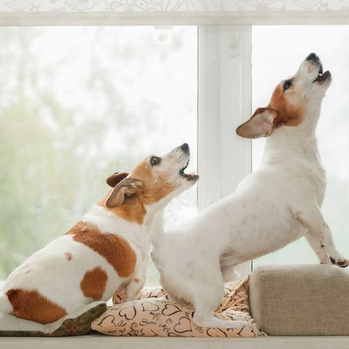 Imagem - Seu cachorro gosta de latir? Veja 10 nomes perfeitos para ele