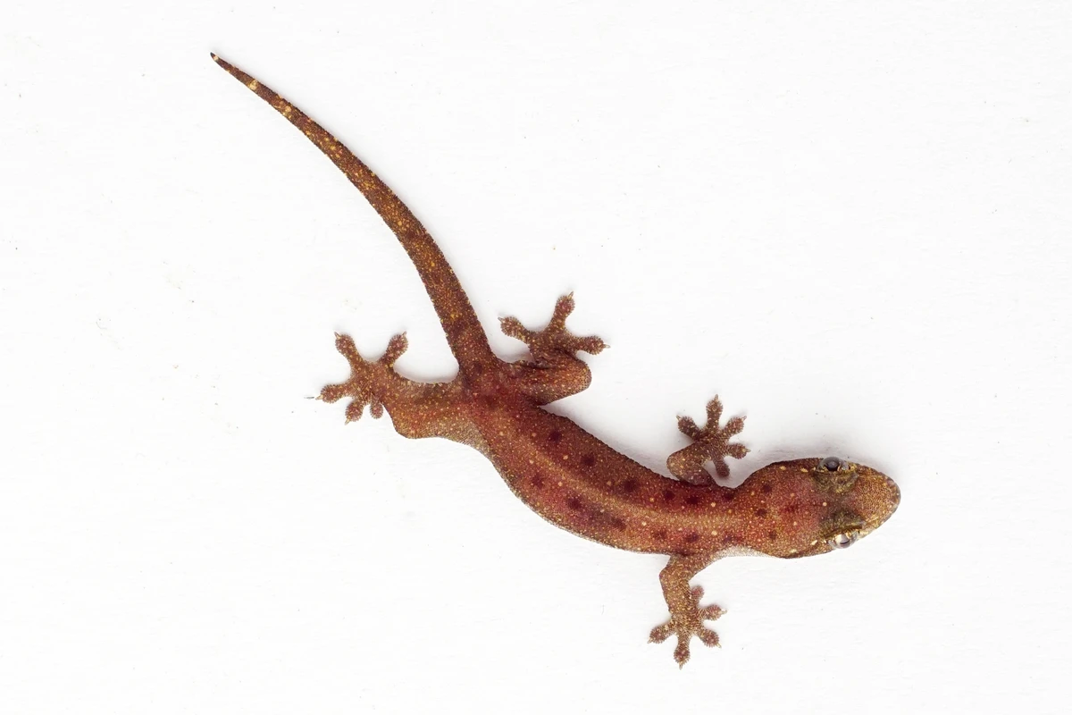 No ES, a lagartixa é conhecida como taruíra