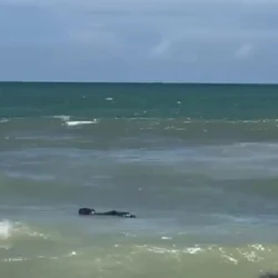 O animal circulou pela faixa de areia, caiu na água e surpreendeu quem estava no local; temperatura na região pode chegar a 35°C