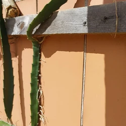 Disparos atingiram portas, eletrodomésticos e cercas, assustando moradores; vítima teria envolvimento com o tráfico, segundo  esposa contou à PM