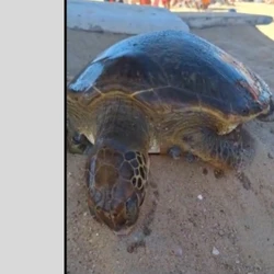 Animal, que apresentava vestígios de rede de pesca, foi encontrado boiando no mar e recolhido por banhista; caso mobilizou salva-vidas da prefeitura
