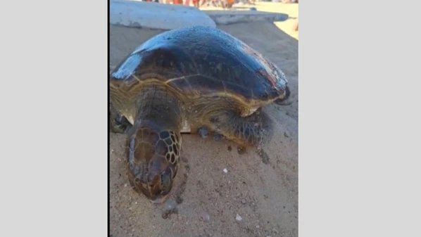 Animal, que apresentava vestígios de rede de pesca, foi encontrado boiando no mar e recolhido por banhista; caso mobilizou salva-vidas da prefeitura