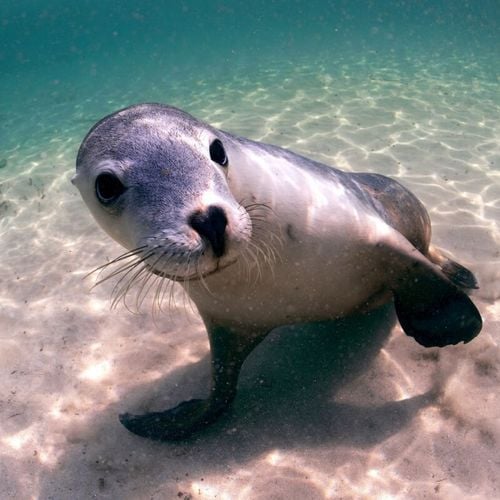 Imagem - 6 curiosidades fascinantes sobre o leão-marinho