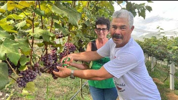  Hercílio Krohling e sua mulher, Maria Terezinha  Krohling, vendem uva no interior de Alfredo Chaves