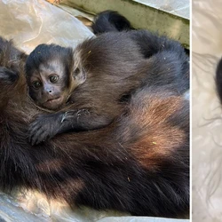 Animal foi resgatado e está sendo cuidado pela equipe da Floresta Nacional de Pacotuba, que fica no interior de Cachoeiro de Itapemirim