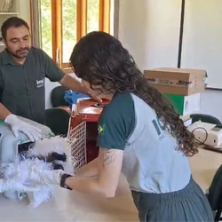 Animal foi levado para receber cuidados na Grande Vitória, onde vai passar por reabilitação para ser reintroduzido à natureza