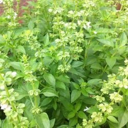 Descubra por que essa erva aromática pode ser uma aliada do seu bem-estar diário