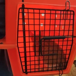 Vídeo divulgado nas redes sociais foi denunciado e caso está sendo investigado pela Polícia Civil; animal recebeu atendimento veterinário