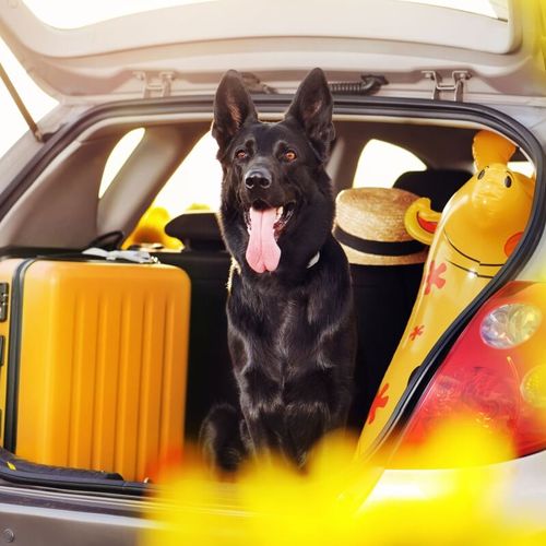 Imagem - 5 cuidados essenciais para viajar com os pets no verão