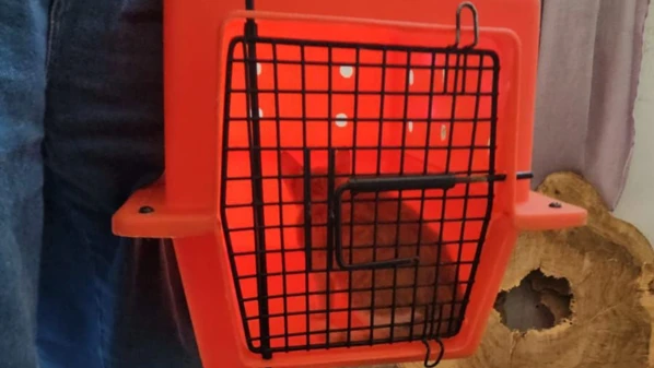 Vídeo divulgado nas redes sociais foi denunciado e caso está sendo investigado pela Polícia Civil; animal recebeu atendimento veterinário