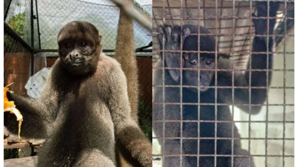 Animais, que vivam em cativeiro ilegal, estão no Espírito Santo onde serão submetidos a um programa de conservação