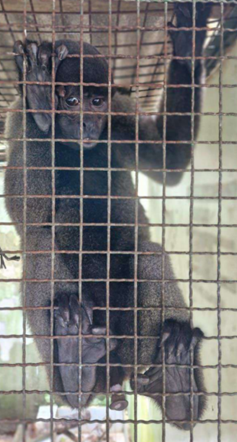 Barrigudinho, o mais jovem dos dois primatas, foi entregue voluntariamente em Manaus, por um cuidador que relatou dificuldades em continuar com os cuidados do animal