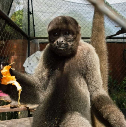 Bob foi encontrado em situação de maus-tratos no interior do Amazonas