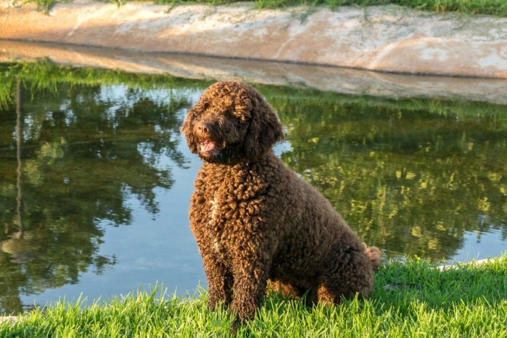 O cão d’água espanholé inteligente e aprende rapidamente comandos e tarefas (Imagem: Pumbastyle | Shutterstock) 