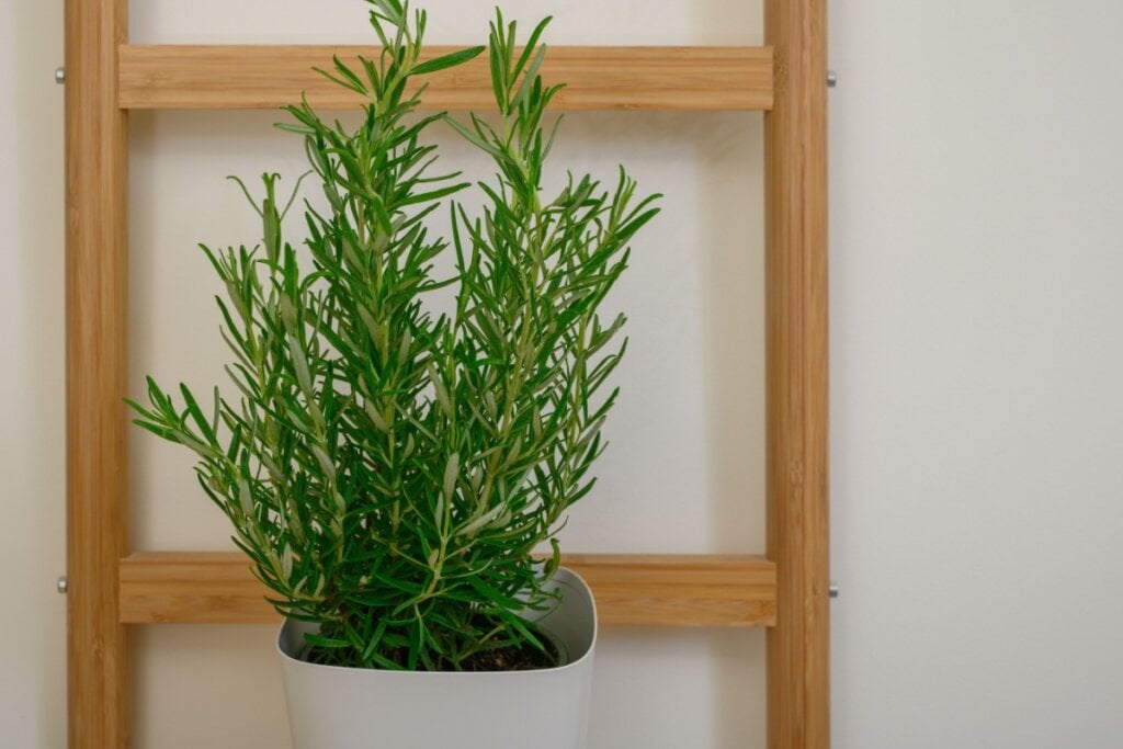 O chá de alecrim é ótimo para melhorar a memória e a concentração (Imagem: PawelKacperek | Shutterstock)