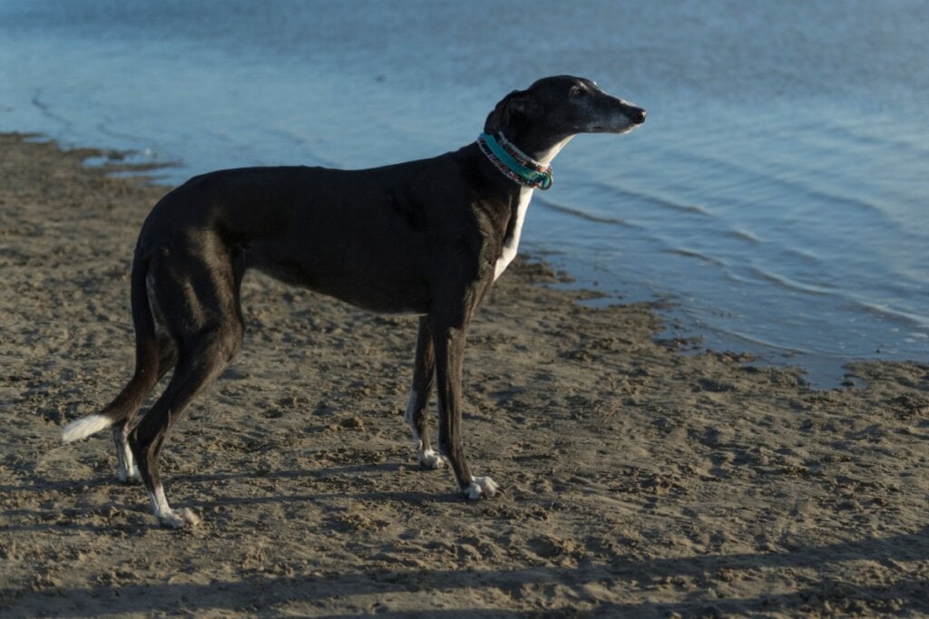 O galgo espanhol é um cachorro calmo e afetuoso (Imagem: Heidi Bollich | Shutterstock)