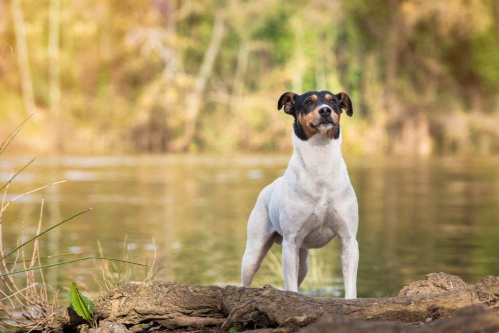 O ratonero bodeguero andaluz  é enérgico, curioso e muito inteligente (Imagem: Alberto Duran Photography | Shutterstock) 