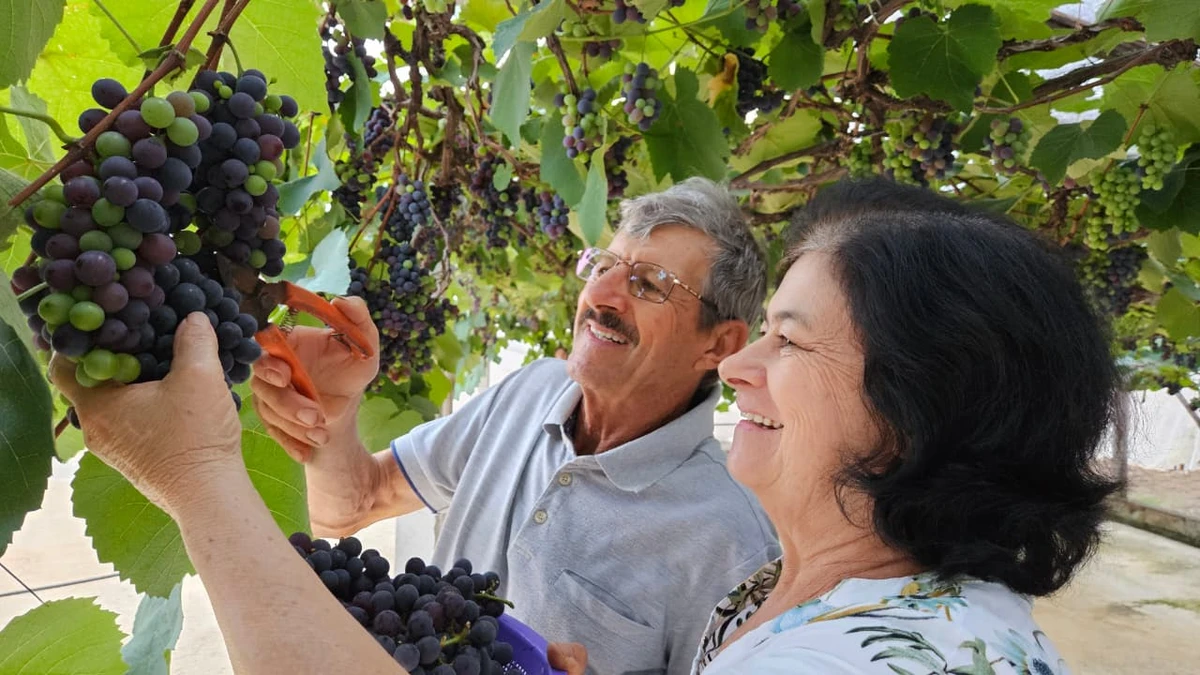 O casal Cezar Huber e Maria da Penha colhe as uvas da variedade Isabel